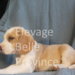 beagle lemon