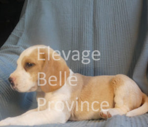 beagle lemon
